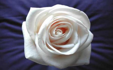 pour cassandra